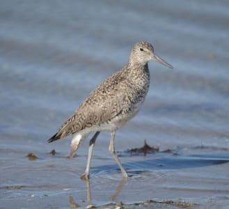 Here is a male Eastern Willet, signaling his mate with a lowered tail. They are extremely noisy birds, as reported by me, who hears them all hours of the night in the breeding season. That thicker bill works very effectively on hapless fiddler crabs! These Easterns winter OUT of the US in the Tropics, while Westerns take their place fall through spring on our shores.