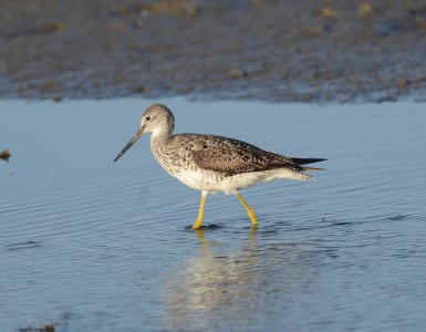 Almost the size of Willets is the Greater Yellowlegs, with a bill twice as long as the head. I was taught this year that the sexes are the same size, perhaps the only sandpipers to say that. Even the bills seem to match up, while all Greaters have beaks FAR longer than the Lesser YL bills. But as you learn their field marks better, you will learn to just “know” the species at a glance.