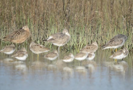 Here is a decent pictorial summary of the various sizes of sandpipers. Larger birds range in size from the Marbled Godwit (L) to the Willet (middle) to the Greater Yellowlegs on the back right. Medium-sized birds are represented by the two dowitchers just to the right and left of center. Smaller still are seven Dunlins, all still in winter plumage. Lastly, there are two peeps – Western Sandpipers in the middle right. I like that picture! ;) Below are just godwits and dowitchers flying together in breeding plumage.