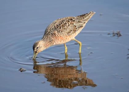 Let’s look at some of these sandpipers. Long-billed Dowitchers are very similar to the short-bills but have black barr ing on the front flanks instead of the black dots SBs have. Of course, long-bills are usually in freshwater (L for “lakes”) and short-bills are more often along the mar ine realm (S for “salt”). But by far, the BEST field mark is the calls, which are extremely different. LBs say “eek” and SBs say tu tu.