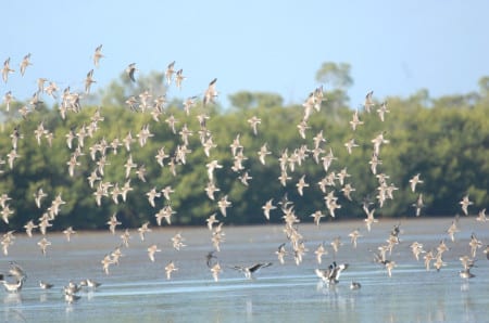 Larger Sandpipers32