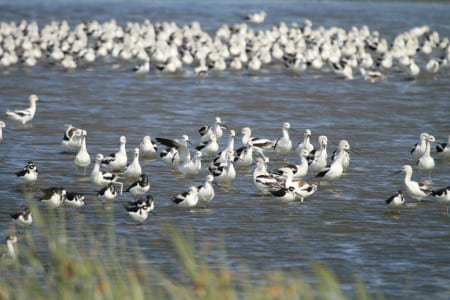 Larger Sandpipers33