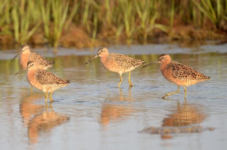 Beautiful birds, huh? This squadron of SBs is virtually in full breeding plumage, with the black dots quite visible. They often appear less hunchbacked than LBs but sometimes that depends on the posture of the bird. The length of the bill is NOT a good field mark, and besides, there is likely overlap between female SBs and male LBs.