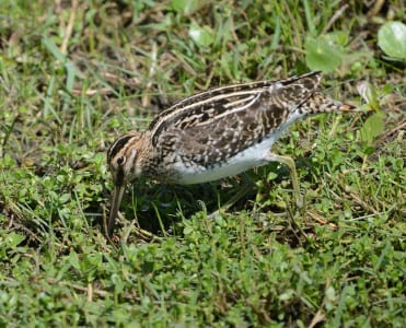 Built much like a dowitcher is the Wilson’s Snipe. Their range used to be across the entire Northern Hemisphere when it was the Common Snipe, but now the Americas have their own species, named for Alexander Wilson. [The word “Common” in a name means “common to the Old World and the New.] These, woodcocks and dowitchers all have a tendon running from the forehead to the bill tip that they can flex, clamping the end of the bill shut, like tweezers.