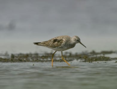 Lesser Yellowlegs are long-distance migrants that breed in the Taiga Forest of Canada and northern Alaska. In fall, they head south to the Gulf Coast and then follow the shoreline around to the Tropics, as circum-Gulf migrants. Below is a flock flying past San Luis Pass, heading (as the song says) North, to Alaska.