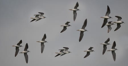 Larger Sandpipers9