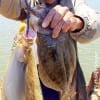 Robert Goodman of Pearland TX fished finger mullet to tether up these 3 flatfish