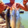 Rollover Troutmaster Henri Fontenot fished soft plastics to thread these nice specks