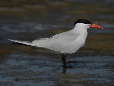 Terns are gull relatives that normally dive into the water for their food of fish (usually). The Caspian Tern above is the largest in NA and has a thick, red bill and a short tail, barely forked. They feed in shallows and often take largish fish like finger ling mullet. There are a few hundred pairs breeding in Galveston Bay.