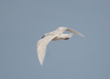 Note the light primaries on this Thayer’s Gull, kinda like Iceland, Glaucous and any other white gull. Even summer-bleached Herr ing Gulls, which become almost white, have dark primaries. That is a crucial fact for gull-watchers to know!