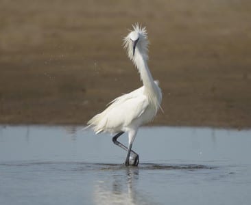 White morph Reddish Egrets have black or bluish legs (the latter in the breeding season) and a black bill (which gets a flesh-colored base in the breeding season). Also notice the shaggy feathers and very active feeding style.