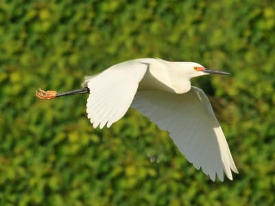 Snowy Egrets are smaller with yellow feet (reddish in high breeding plumage) and red or yellow on the cere. They feed standing still UNLESS they’ve been in the company of a Reddish Egret. Same is true for Tri-colored Herons.