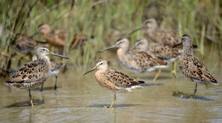 Above is a salt marsh flock of Short-billed Dowitchers in many different stages of plumage change. Many birds do this in spring. Note the dark dots on the orange chest. Below, and more often in freshwater, Long-billed Dowitchers have dark barr ing on a more reddish chest. They make peeping calls while Short-billed Dowitchers say tu tu.