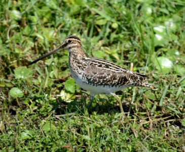 Also with a long bill is the Wilson’s Snipe, a winter resident seen in ditches and the edge of marshes and wet grass. They shouldn’t be confused with dowitchers unless you have those $25 Tasco binoculars. ;) Note: The name “Common” means, “common to the Old and New World,” so when our bird was separated from the European one, we had to find a new name (as did they). Of course, Alexander Wilson was “up there” with Audubon and Peterson.