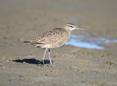 Whimbrels are fiddler crab-eating curlews that migrate through here in spring, although they pass more down the Atlantic Coast in fall. [A few winter on the oyster bars in Galveston Bay, often from our sight.] Note the dark stripes over the crown, reminiscent of the Worm-eating Warbler. Curiously, they eat worms, and worm-eaters don’t, as they actually take caterpillars! Riveting, eh?