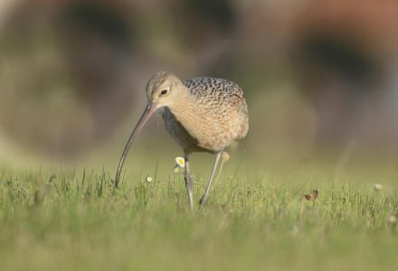 Long-billed Curlews will also eat fiddlers but often roam the grasslands for invertebrates. Note the absence of crown stripes, plus a longer beak than Whimbrels. They are also more of a tan color, like Marbled Godwits, and frankly aren’t always easy to tell from godwits when flying at a fair distance. Many thanks to Alan Murphy for teaching me to sometimes shoot birds from their level, along with the many, many other pearls of wisdom. His work is a creative as it is marvelous, but his generous imparting of photographic wisdom sets him further apart from the camera masters I’ve known.