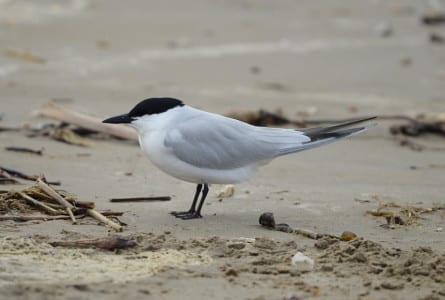 Gull-billed Terns are terrestrial feeders over salt marshes and dry marshes. The short, thick, black bill is used for grabbing fiddler crabs, grasshoppers and dragonflies. The back of this species is grayer than other terns. These and the next are medium-sized terns, between the sizes of the last two pairs.