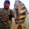 Van Rojas of Pasadena TX took this really nice sheepshead while fishng shrimp