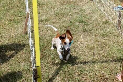 Boomer, owned by Jennifer & Bradley Lawson of Austin, raced to victory in the Wiener Dog Races