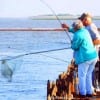 Keeper Flounder comes to net