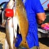 Santa Fe TX angler Charles Neal waded the surf fishing free-lined live croaker to tether up this nice mess of redfish and trout