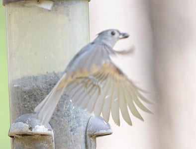 Violet-green Swallow. This is a Tufted Titmouse where my friend Fred Collins works. What do we call birds that eat seeds?