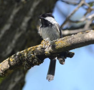 Granivorous. I hope nobody said “seedy.” ;) What syllable of its name does this bird repeat in its song?