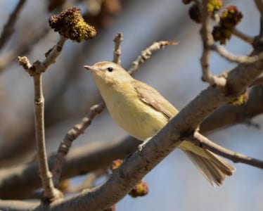 The last syllable, “dee dee dee.” [This is a Black-capped Chickadee (deedee)]. This is a Philadelphia Vireo, yellower than Warbling and more of an eyestripe. What is the resumed function of the small hook on the bill of a vireo?