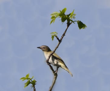 It “grabs” caterpillars and pulls them out of crevices. What was the worst avian mortality collision on history and how many were these Redeyed Vireos?