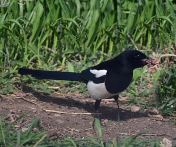 October 10, 1953, over twenty thousand birds perished on the WCTV tower near the Florida/Georgia Border, and over half were these Red-eyed Vireos. This is the Black-billed Magpie, carrying food for its little magcookies. What do we call birds which are found all the way around North America, Europe and Asia?