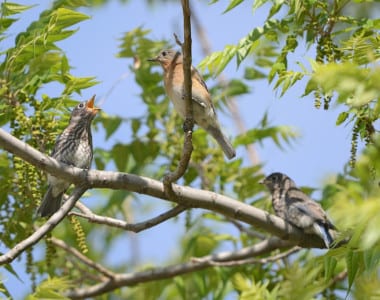 False. It has risen back to healthy numbers with the help of people and nest boxes. On Vernon Powder’s “form” (farm), Eastern Bluebirds nest. What do adults feed the young and why?