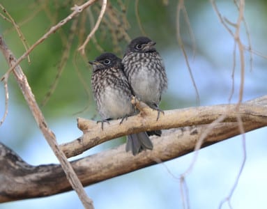 Insects, as baby birds need protein and calcium for growth and development. What do we call the uncolorful feather coat on many baby birds?