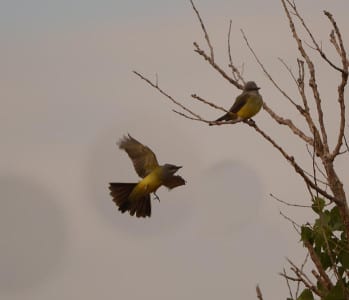 Probably the black tail with white outer retrices (tail feathers). How are flycatcher and vireo bills similar?