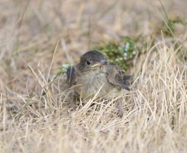 They both have a nail on the tip for “nailing” insects. This is an Eastern Phoebe baby, nesting in Oklahoma. For you hard core birders, what is its suborder and how are they different from the rest of the order?