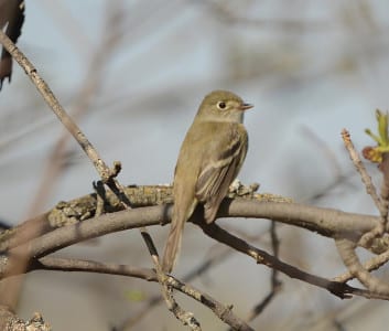 C, and getting close to every one. Bruce? Which one of the eastern Empidonax f lycatchers is this bird, found nesting in large numbers in North Dakota?