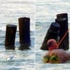 Surf wader netting a speck