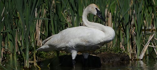 With the female Trumpeter Swan temporarily tending the cygnets this male relaxes and plans for his family’s financial future. This species was woefully rare until stringent acts protected their breeding grounds and no more were hunted (illegally or legally). These are a bit larger than Tundra Swans but both species are huge – with these Trumpeters about the same size as the introduced Mute Swans of the East.