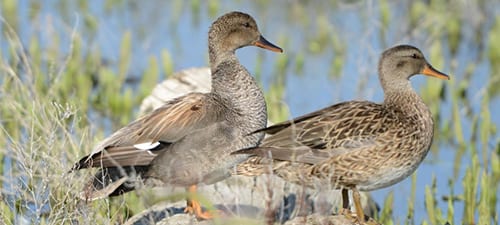 Gadwall are more bland but the males are fairly handsome ducks. Their white wingpatch is unusual for freshwater duckage and the beige wing coverts are delicious. Aside from that, in the air, they are a gray duck with a black butt. Female ducks are often a challenge but the orange bill helps. And if it’s next to a male Gadwall.