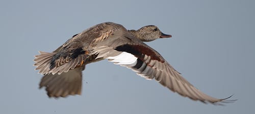 Here is a male Gadwall that blasted out of a ditch, chasing a female that’s always the first to fly these days. This is a younger bird, as neither its coverts nor its black rump is fully developed. It seems late for a bird to still be molting. Gadwall quack a bit like Mallards and others like some teal quack (like a duck) as well.