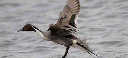 Pintail are long, sleek ducks that can fly like the wind (like shovelers). I’ve seen females just blathering at the mouth in Prudhoe over drakes (that’s a total lie) but seriously, gals, wouldn’t YOU just collapse over this handsome devil? Be quiet, Julie B. Pintail have other species in South America, as do shovelers, teal and other duck groups