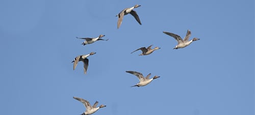 It is not uncommon to see 4-5 males flying with a female, hoping to help her pass on her genes (males – always thinking of ways to help…). But thirteen??? This musta been one fine-looking gal. Female pintail are mottled gray and elongate enough not to be too hard to identify. [I’m pretty sure that the trigger finger of every waterfowl hunter out there is twitching like a British birder right now.]