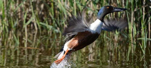 Most freshwater ducks slap the water with their wings to break the surface tension and shovelers get airborne as fast as any duck. The green head is a nice touch but I never cared for the white breast – although the chestnut belly makes up for it. Their bill is enormous and allows them to sift through floating mats of vegetation, or worse.