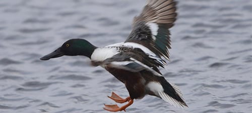 The webbed feet of ducks makes landing on water easy and even fun, although murres do a nice job of it as well. Water doesn’t compress and birds do need to exercise a little caution as their bones are hollow and ungraceful landings may have repercussions. This one’s form looks good and he even has his alula out!