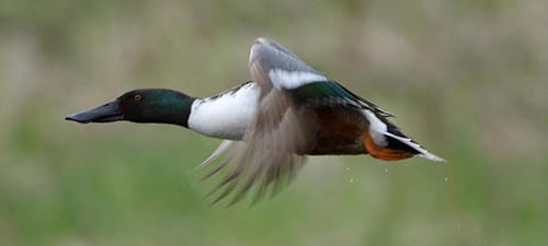 This shows a very important aspect of flight. As the bird brings his wings up, they are more vertical, so it doesn’t force the bird down toward Earth.