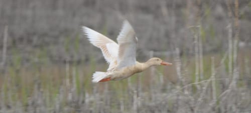 This leucistic shoveler looks like a barnyard duck but he was quite wary and flew like the wind. Notice how worn the primaries are, as the melanins (or other pigments) in the wingtips help stiffen and protect hard-flying birds. Being an albino (or whatever) doesn’t seem to make a bird less attractive to the opposite sex, but I wonder what a good statistical study would show.