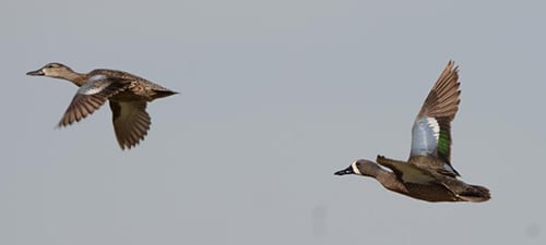 Here’s a pair of the forever-common Blue-winged Teal, although they are replaced in the West by Cinnamon Teal in many places. They also hybridize with Cinnamons, making some really interesting-looking ducks. The wings are fairly similar on the two sexes but the white face on the male is unmistakable.