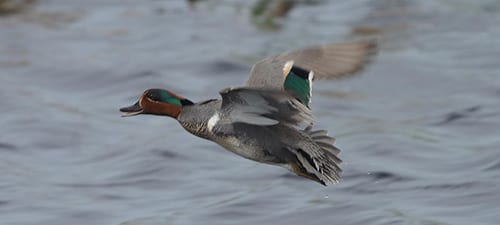 Green-winged Teal are small, fast ducks that mostly breed north of the Lower 48. Their matching speculum and head stripe make them really flashy and the reddish head brings to mind some of the diving (bay) ducks. They make high-pitched twittering calls quite a bit like pintail and can absolutely fly like the wind.