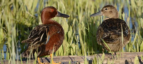 The big stars out West are the Cinnamon Teal. They are found from around the Canadian Border to southern South America, and do especially well in small wetlands in dry areas. Note the longish bill, helping to tell hens from BW Teal females (good luck with that). Most of this species clears out before the duck season begins, perhaps leading to their tameness, if not their numbers.