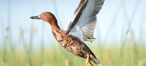 Here’s a jumping male Cinnamon Teal with many of his belly feathers yanked out.