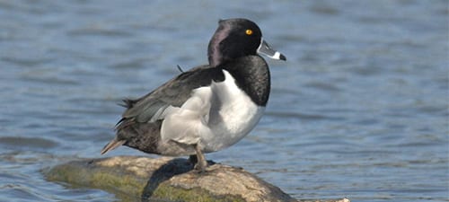 Diving ducks tend to be heavier and often need to paddle across the water to get airborne. This is the Ring-necked Duck, a scaup-like denizen of freshwater only. It could be called a Ring-billed Duck, or maybe “Black-backed Scaup!” Their head is kinda purple, like a Lesser Scaup and his right wing is completely missing (not a matter of a pinion).